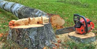 Reliable Old Forge, PA Tree Services Solutions