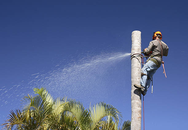 How Our Tree Care Process Works  in  Old Forge, PA