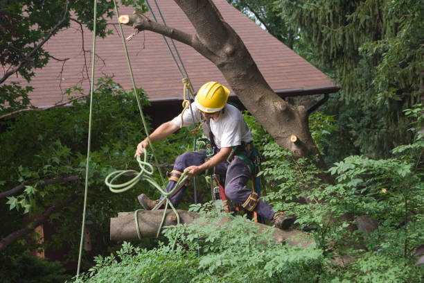 Mulching Services in Old Forge, PA