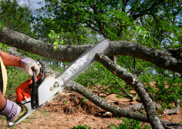 Lawn Watering Services in Old Forge, PA